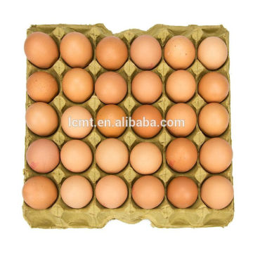 HighPoint proveedores de cartón de huevos de bandejas de huevos para la venta